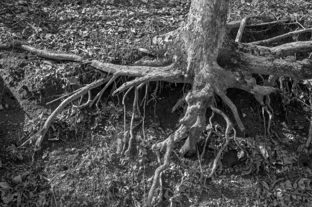 Roots Exposed