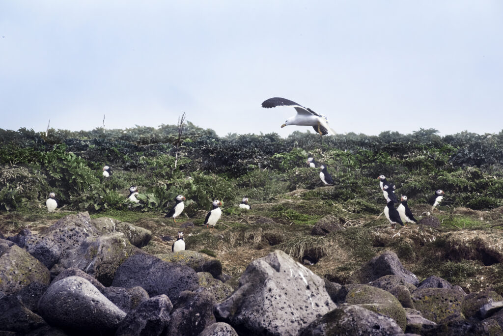 iceland 15