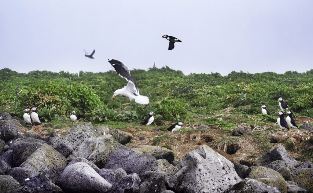 dsc9725 sharpenai focus