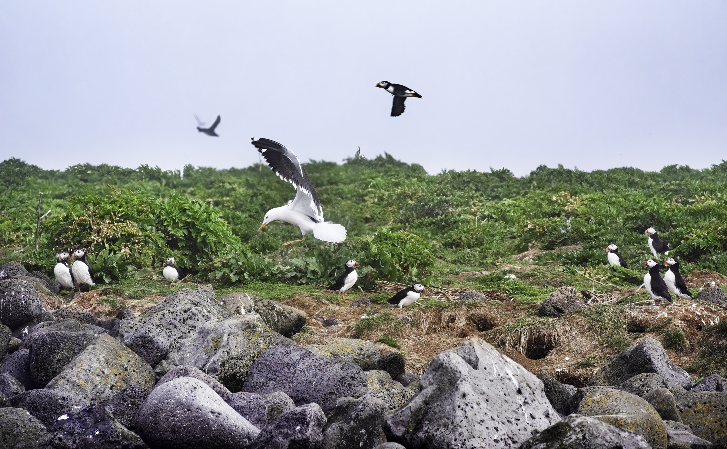 dsc9725 sharpenai focus