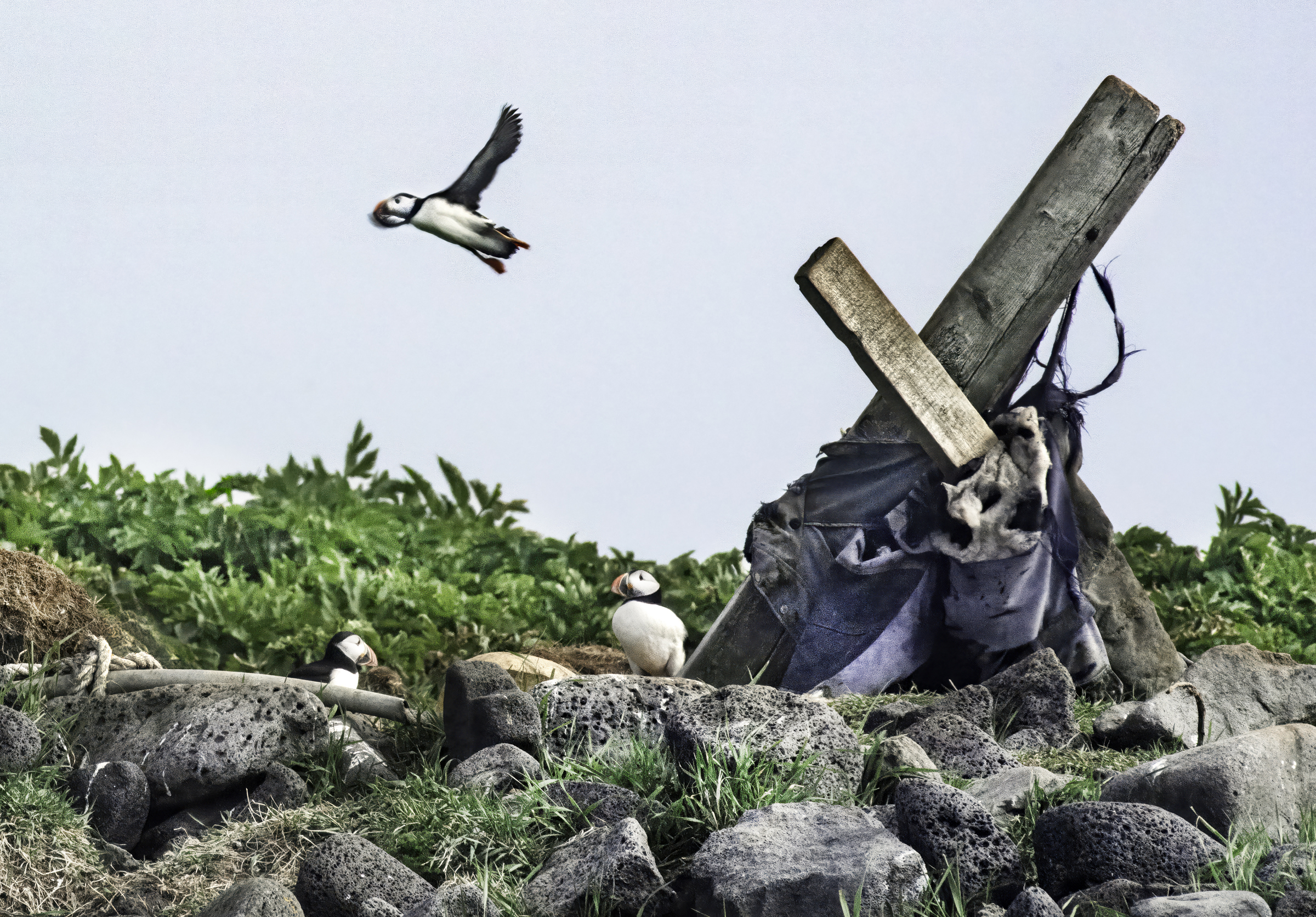 dsc9752 crop gigapixel standard v2 1.9x sharpenai focus